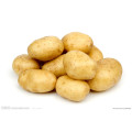 Batata de batata fresca fresca da colheita da qualidade superior